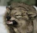   asmwolf